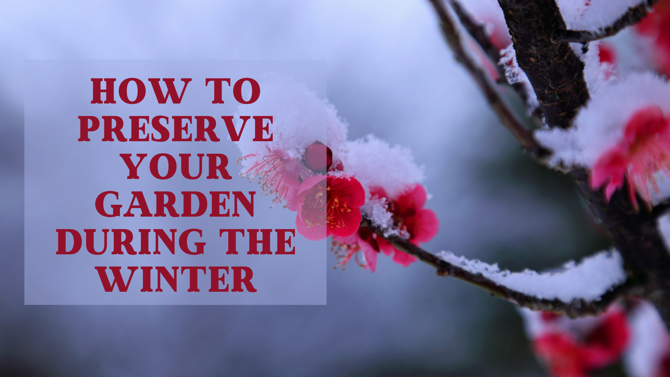 Best Gardening Tips for the Winter – QQ Studio