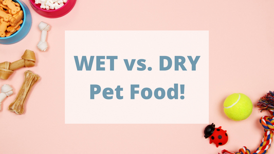 Benefits of Dry Food and Wet Food for Pets