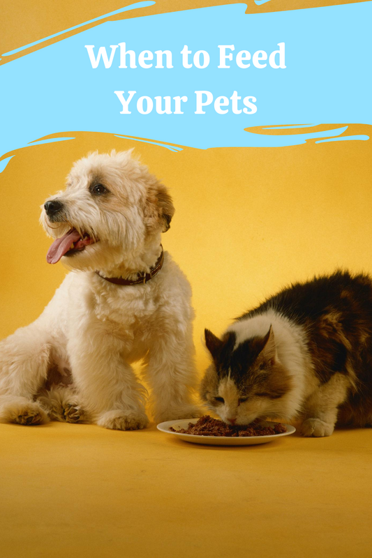 When to Feed Your Cat or Dog