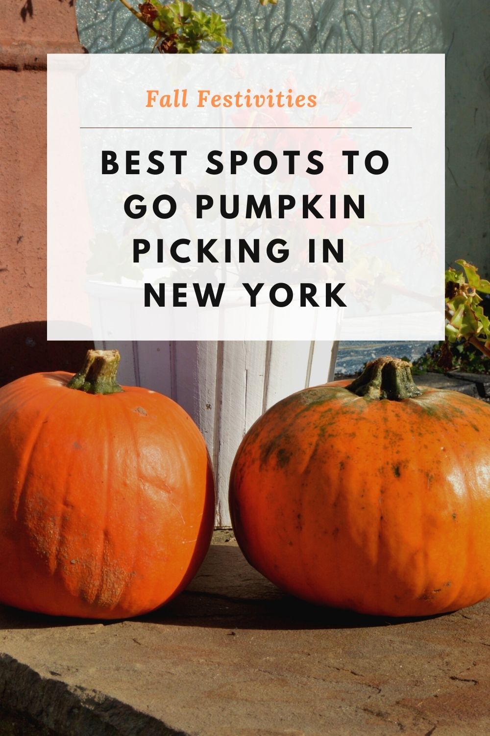 Top Pumpkin Patch Farms to Visit